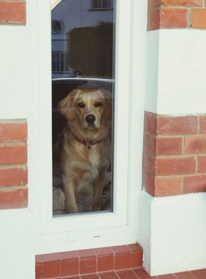 pet-door